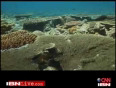  coral sea video