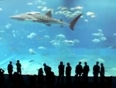  whale shark video