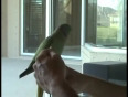 An interesting parrot