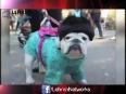 WOW Halloween Dog Parade