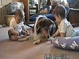Cute Dogs And Adorable Babies