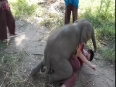VERY CUTE: Baby elephant loves cuddling