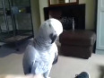 Parrot says dont touch me