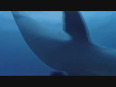 AMAZING  VIDEO: Sharks vs dolphins