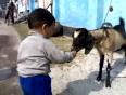 Sweet goat