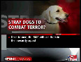 Mumbais stray dogs to be trained to combat terror