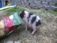 Meet Carnitas the CUTEST miniature pig EVER