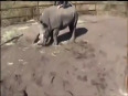 Man climbs on rhino in zoo video