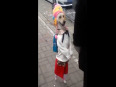 Dog walks like a little girl video