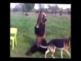 Bear perform impressive tricks video