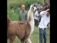 Llama attack  at picnic spot video