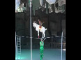 Unseen stunt of goat & monkey video