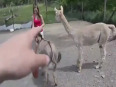 Donkey gets jealous with girl video