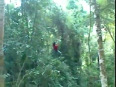 Tarzan rope swing failed video