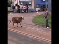 Angry goat attacks pedestrians video