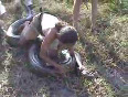 Man wrestles huge anaconda