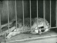 Charlie_Chaplin_The_Lions_Cage