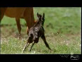 Stallion kills Newborn Foal