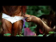 Amul macho - orangutan