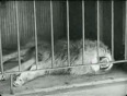 Charlie_chaplin_the_lions_cage