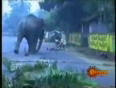 Elephant attacks man