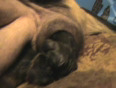Puppy birth litter  duke   bailey
