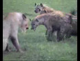 Lion vs Hyenas Animal Fight