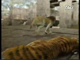 Lion vs Tiger Animal face-off