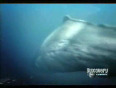 Sperm Whale vs Giant Squid