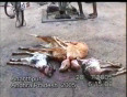  ethical treatment of animals video