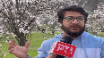 Almond blooms in Kashmir, indicates arrival of Spring