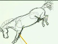 Learn to  draw a horse