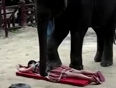 Elephant-Massaging-Girl-Video