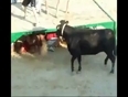 Bull Terror on Beach Video