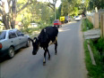 Holy Cow