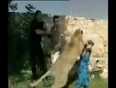 Lion attack  girl tv reporter video