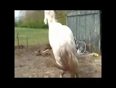 Horse kicks girl on the face video