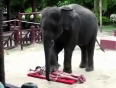 Elephant massaging girl video