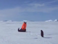 Penguin attacks man video