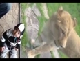 Brave kid in front of lion video