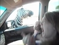 Zebra bites girl in zoo video