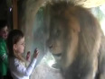 Brave girl in front of lion video