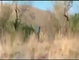 Lion attack video
