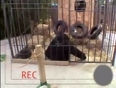 Gorilla attack tourists video