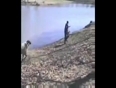 Sheep attacks fisherman video