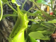 Short_pitcher_plant_video_eating_rat_090817-4x3_300short_pitcher plant video eating rat