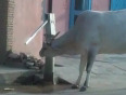 Superb! Thirsty cow gets water