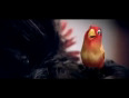 KitKat Love Birds Latest TV Ad - Aao Na Gale Lagao Na