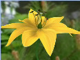 Educomp Smartclass Content Sampler - Class XI Biology Angiosperms from Educomp