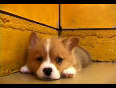 Cute Puppy part1